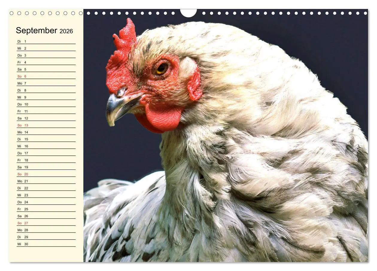 Bild: 9783457632260 | Hühner. Intelligent, schön und faszinierend (Wandkalender 2026 DIN...