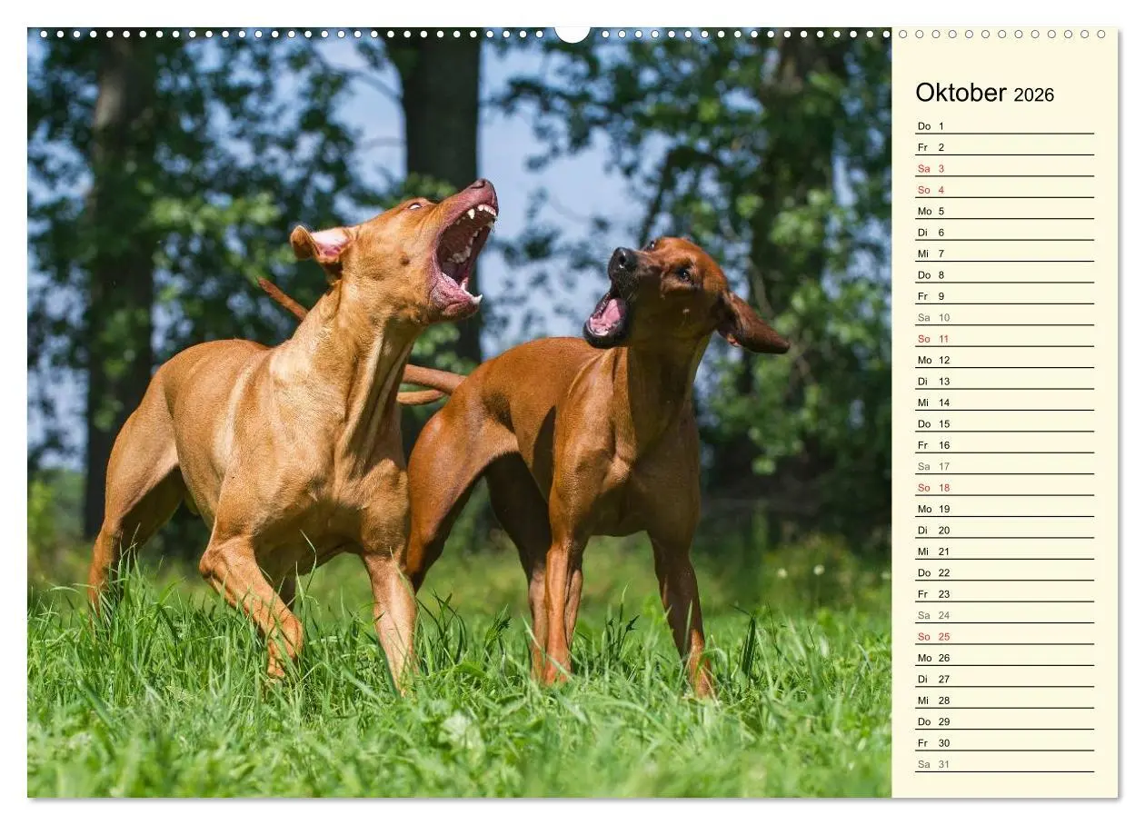 Bild: 9783516002560 | Rhodesian Ridgeback 2026 (hochwertiger Premium Wandkalender 2026...