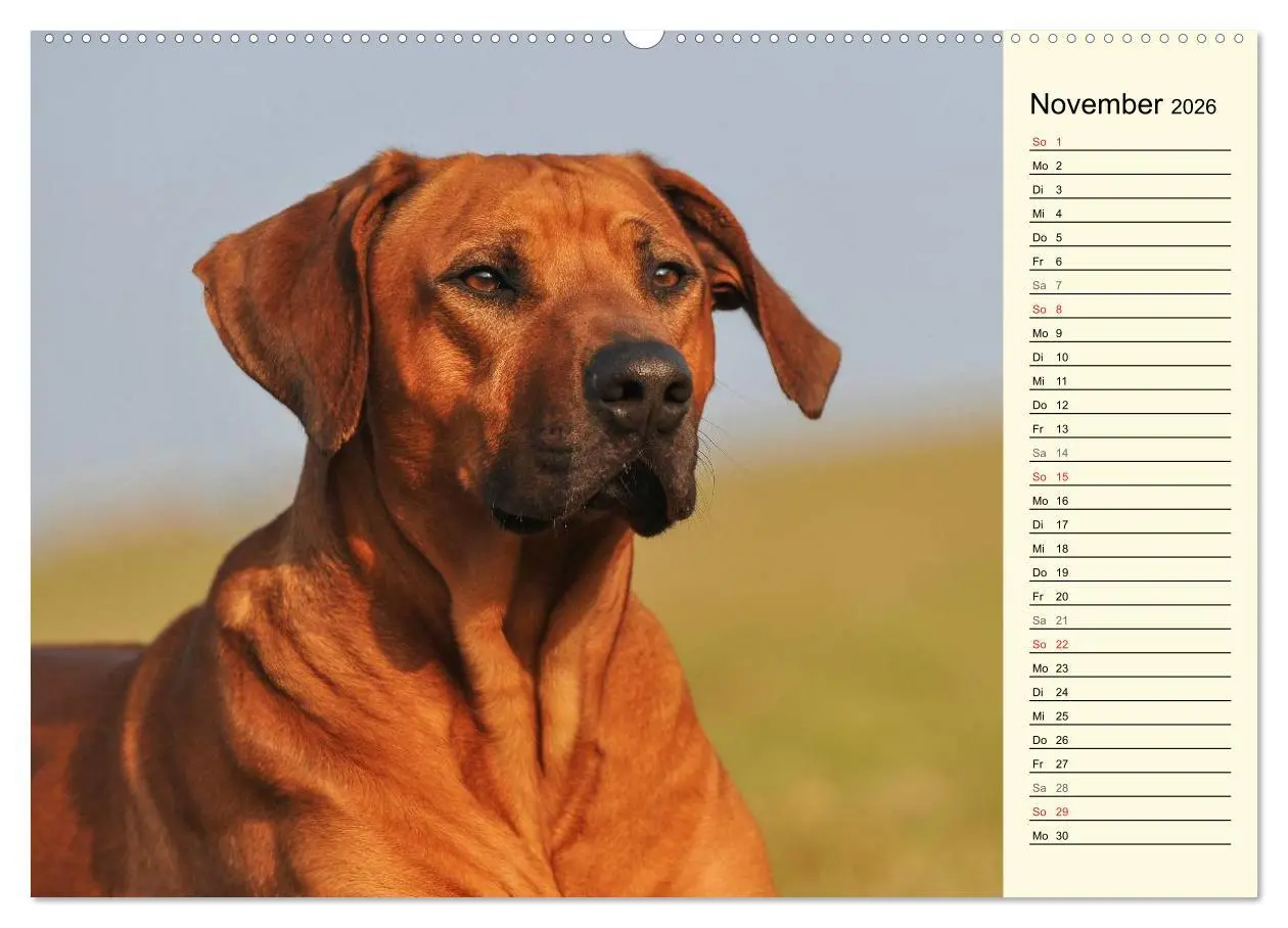 Bild: 9783516002560 | Rhodesian Ridgeback 2026 (hochwertiger Premium Wandkalender 2026...