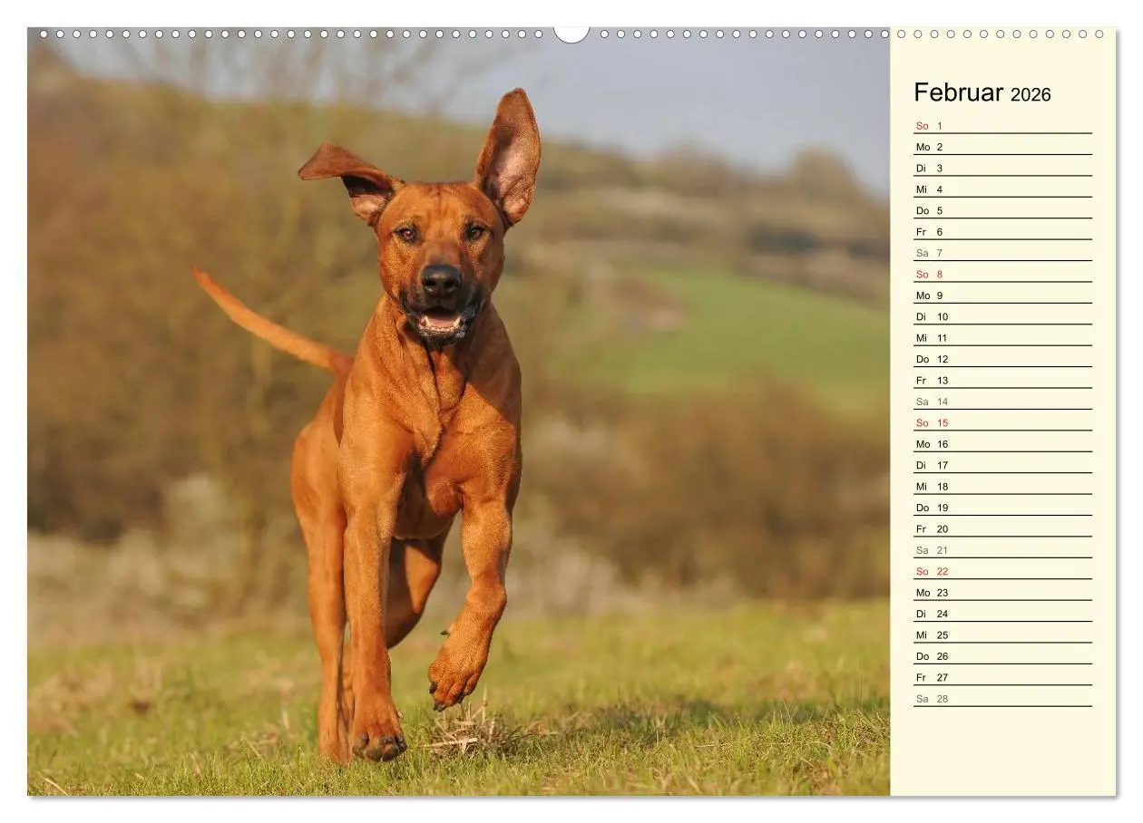 Bild: 9783516002560 | Rhodesian Ridgeback 2026 (hochwertiger Premium Wandkalender 2026...