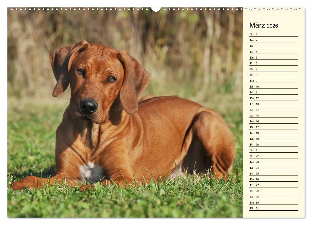 Bild: 9783516002560 | Rhodesian Ridgeback 2026 (hochwertiger Premium Wandkalender 2026...