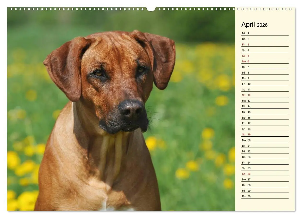 Bild: 9783516002560 | Rhodesian Ridgeback 2026 (hochwertiger Premium Wandkalender 2026...