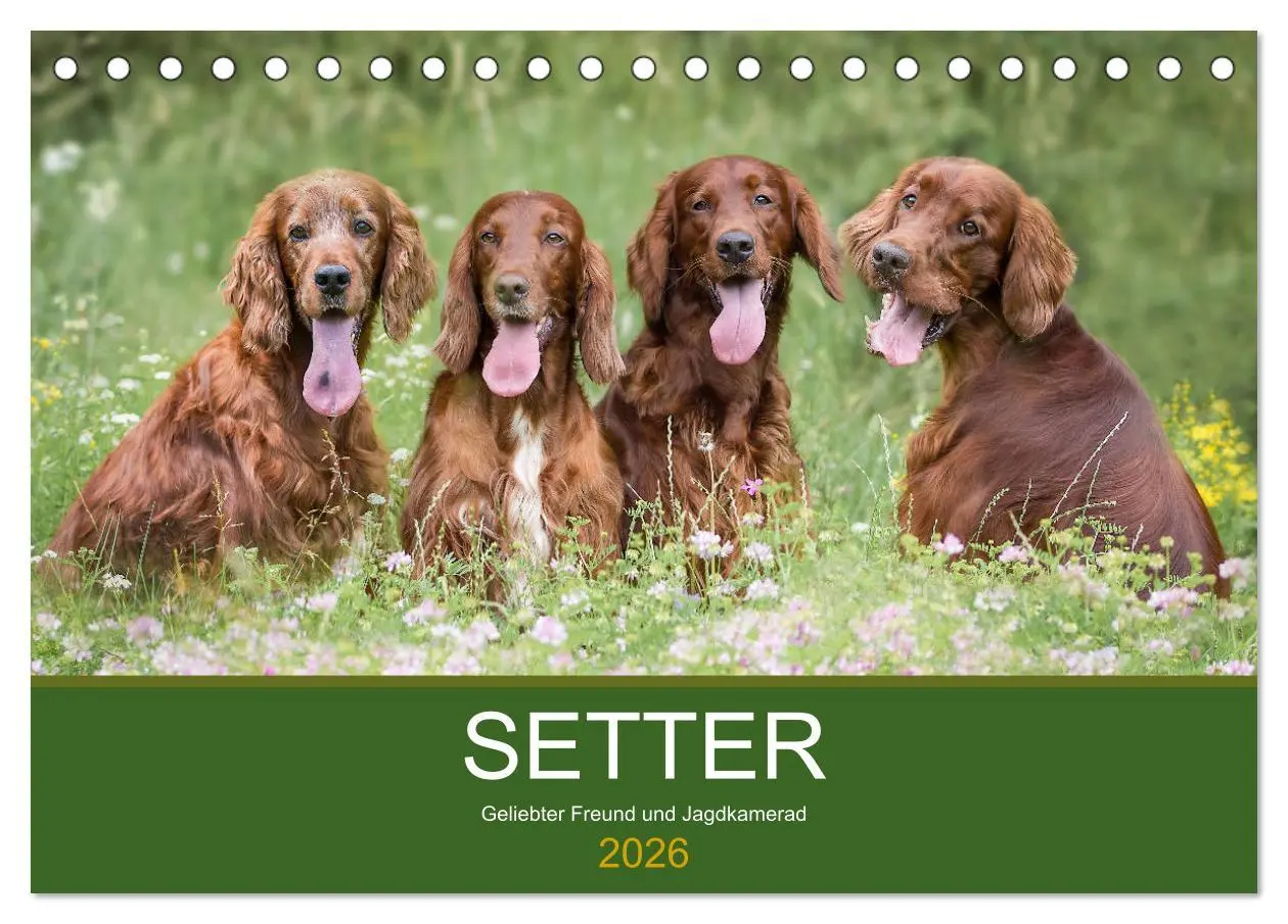Cover: 9783457762660 | Setter - Geliebter Freund und Jagdkamerad (Tischkalender 2026 DIN...