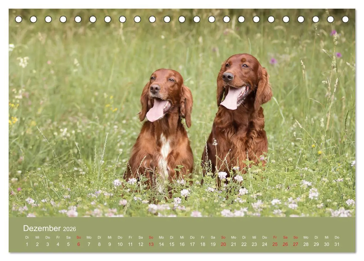 Bild: 9783457762660 | Setter - Geliebter Freund und Jagdkamerad (Tischkalender 2026 DIN...