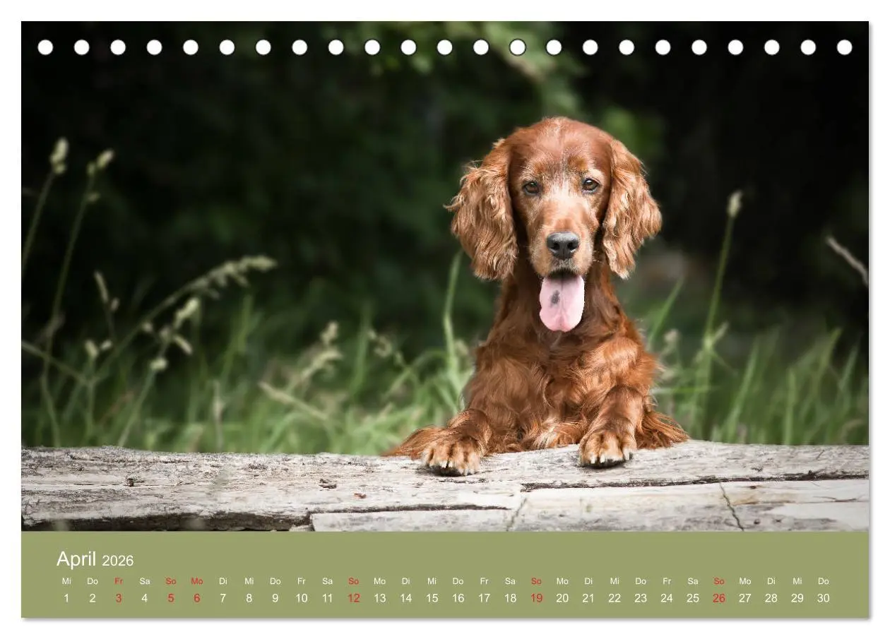 Bild: 9783457762660 | Setter - Geliebter Freund und Jagdkamerad (Tischkalender 2026 DIN...