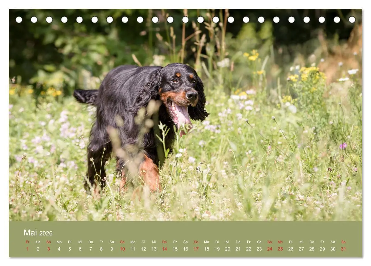Bild: 9783457762660 | Setter - Geliebter Freund und Jagdkamerad (Tischkalender 2026 DIN...