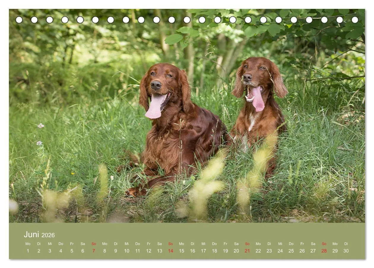 Bild: 9783457762660 | Setter - Geliebter Freund und Jagdkamerad (Tischkalender 2026 DIN...
