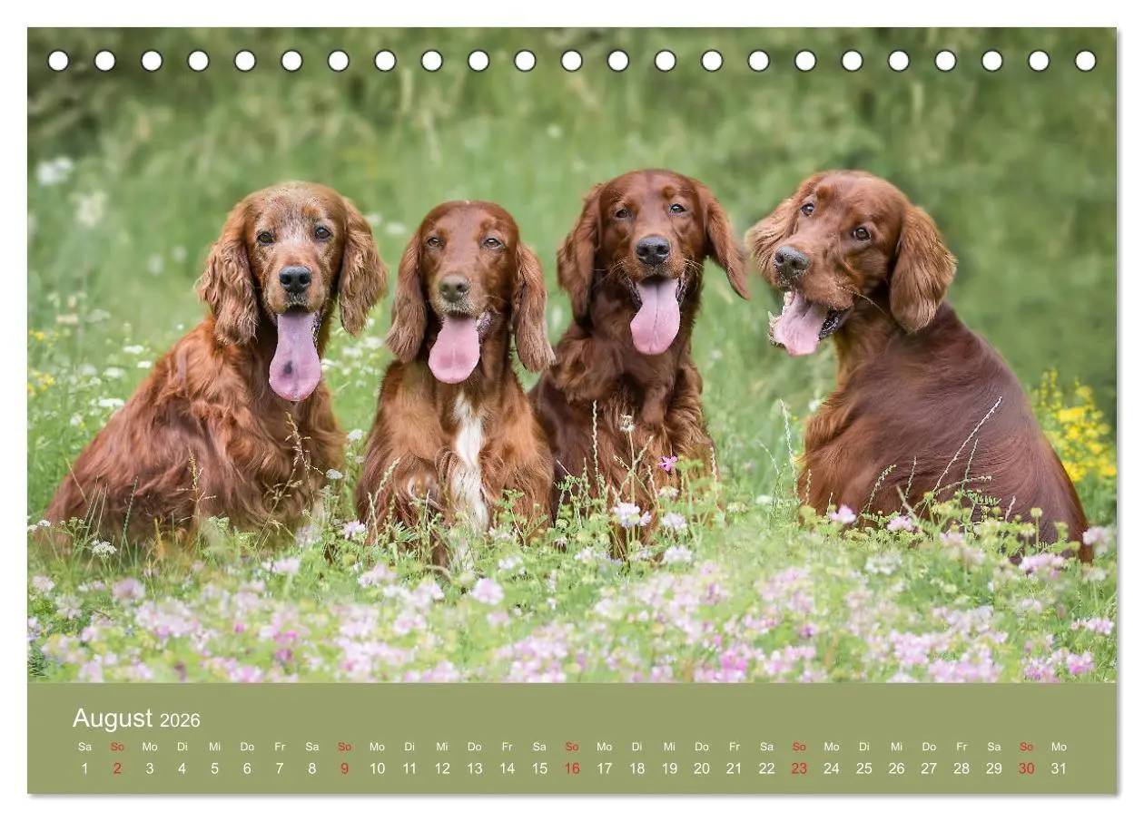 Bild: 9783457762660 | Setter - Geliebter Freund und Jagdkamerad (Tischkalender 2026 DIN...