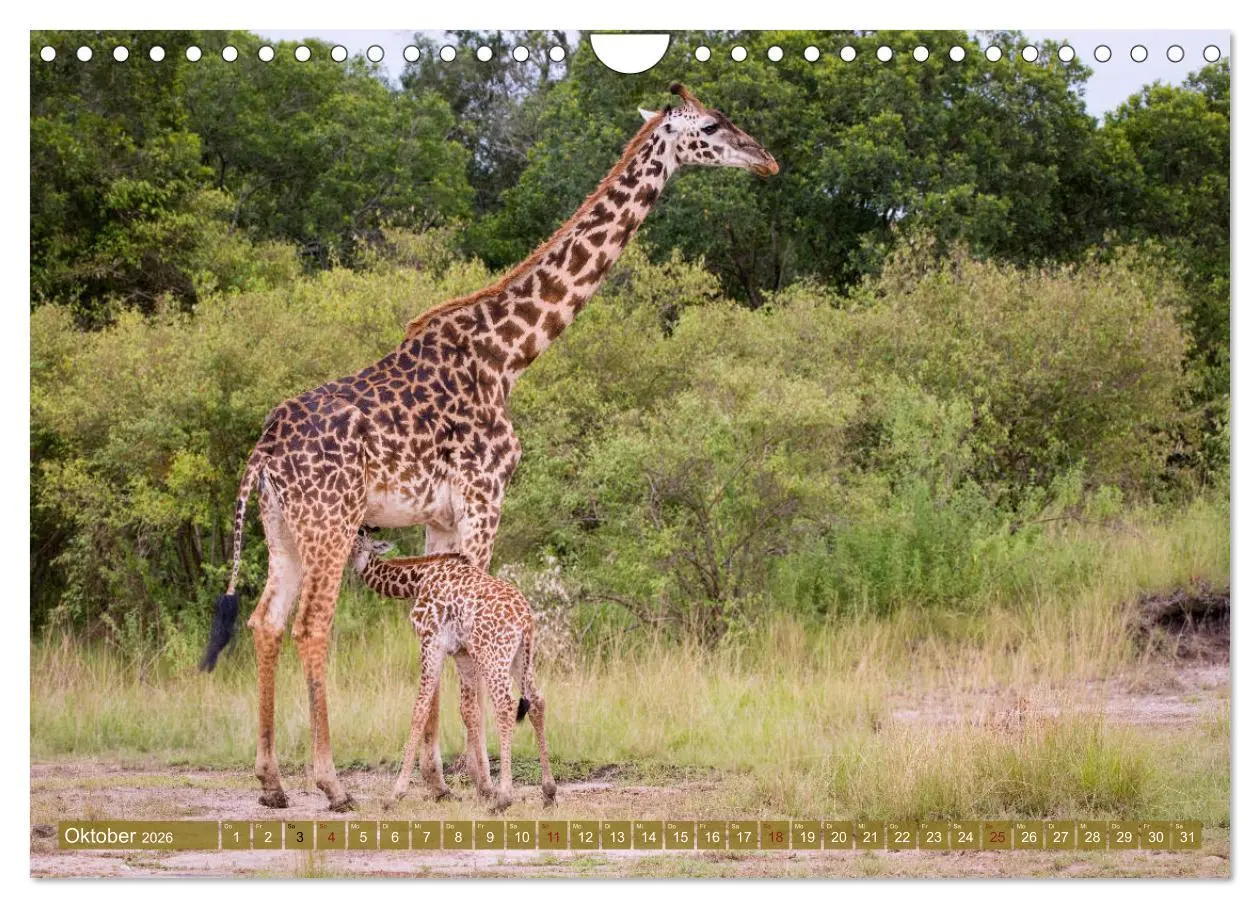 Bild: 9783457832660 | Wildes Kenia (Wandkalender 2026 DIN A4 quer), CALVENDO Monatskalender