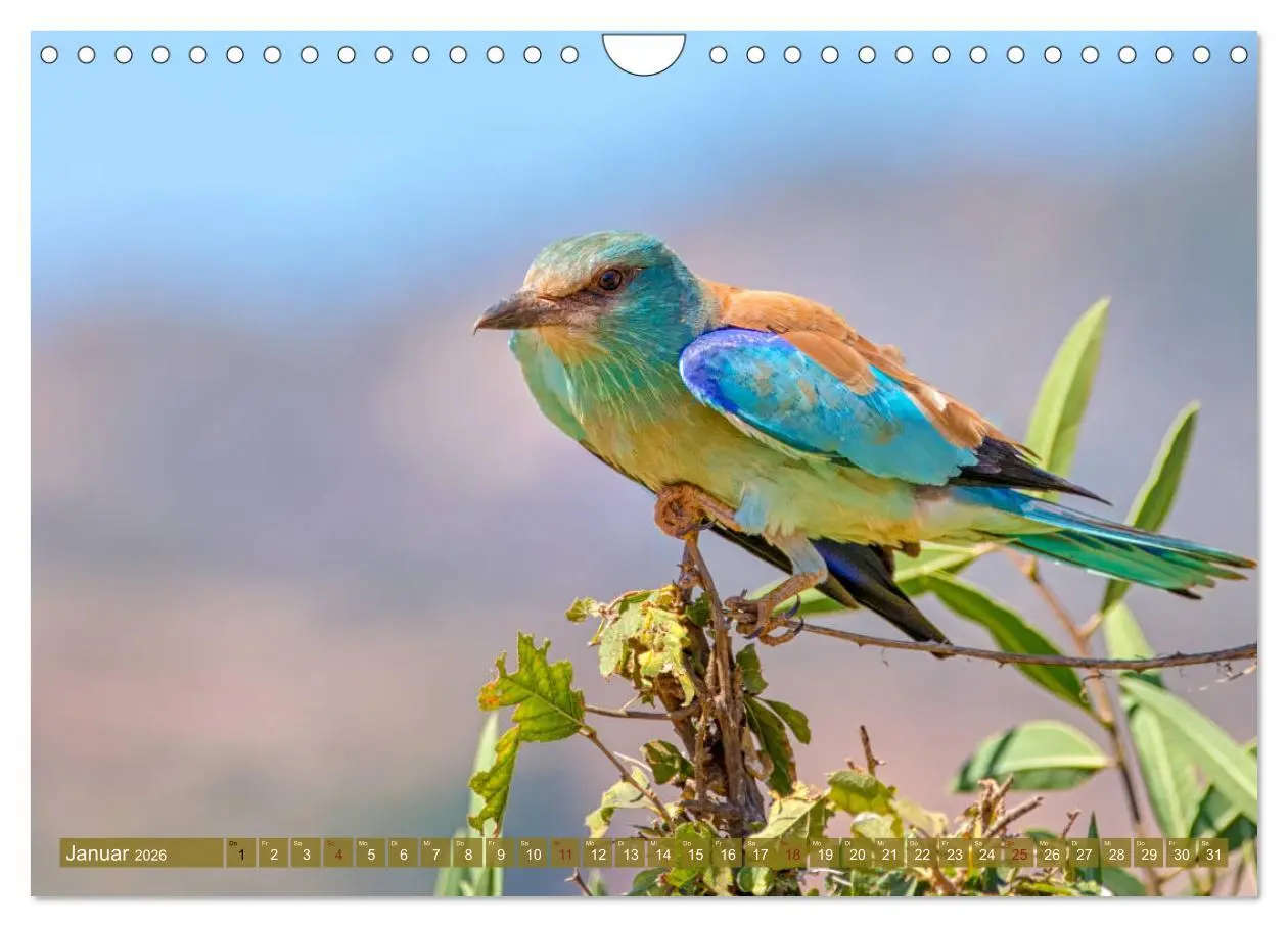 Bild: 9783457832660 | Wildes Kenia (Wandkalender 2026 DIN A4 quer), CALVENDO Monatskalender