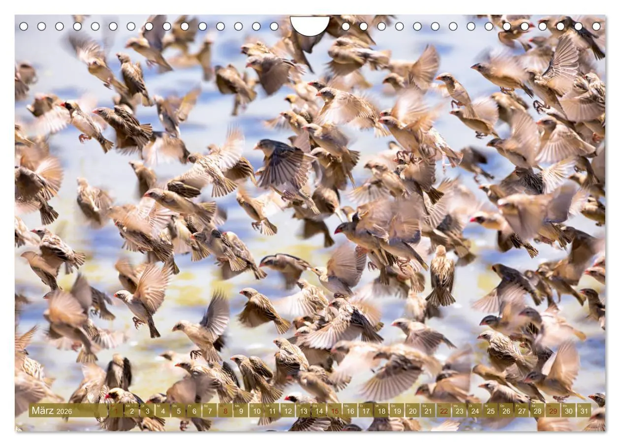 Bild: 9783457832660 | Wildes Kenia (Wandkalender 2026 DIN A4 quer), CALVENDO Monatskalender