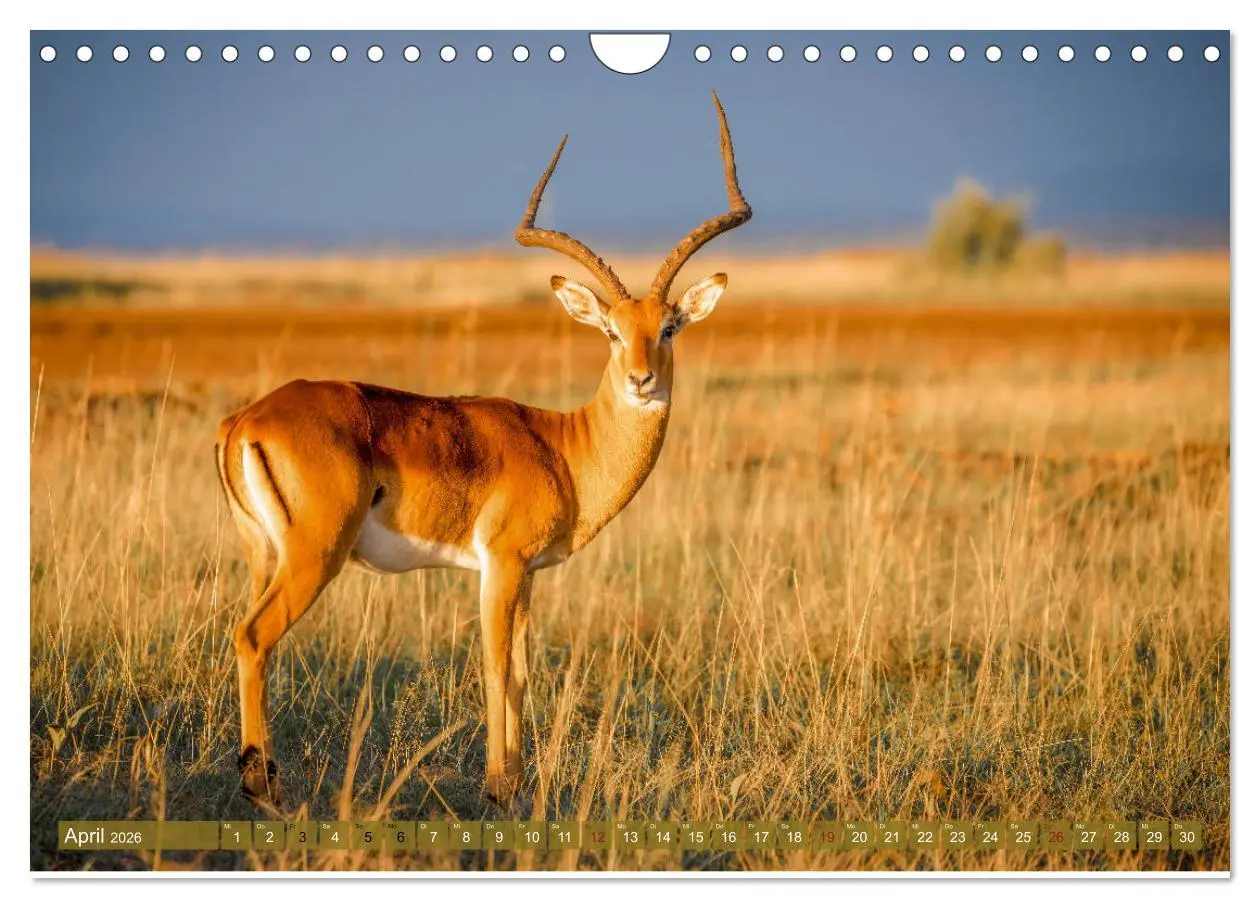Bild: 9783457832660 | Wildes Kenia (Wandkalender 2026 DIN A4 quer), CALVENDO Monatskalender