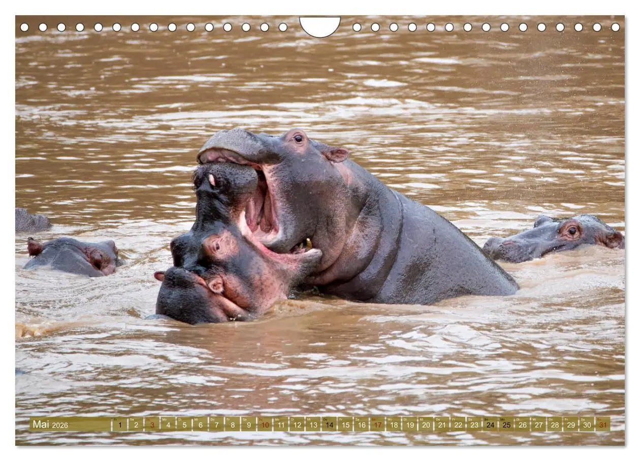 Bild: 9783457832660 | Wildes Kenia (Wandkalender 2026 DIN A4 quer), CALVENDO Monatskalender