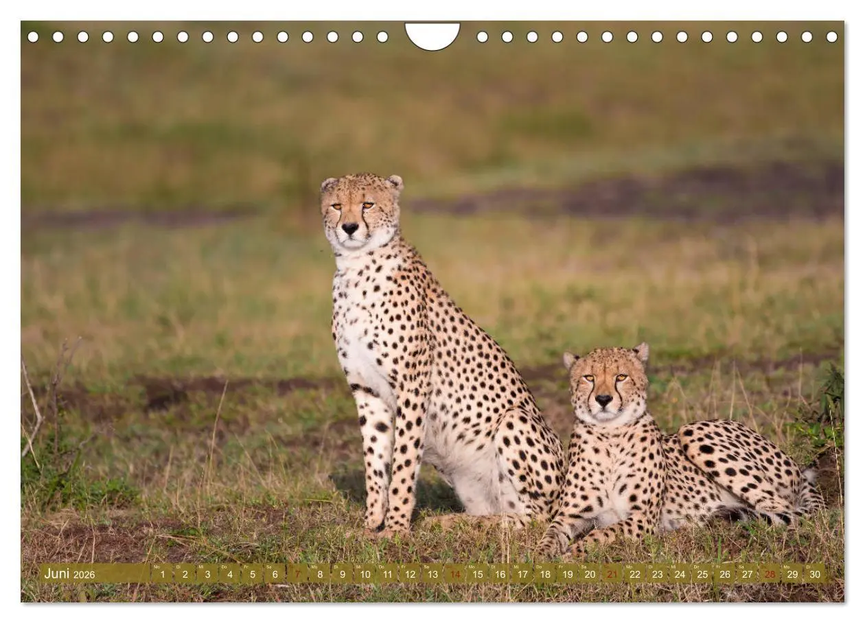 Bild: 9783457832660 | Wildes Kenia (Wandkalender 2026 DIN A4 quer), CALVENDO Monatskalender