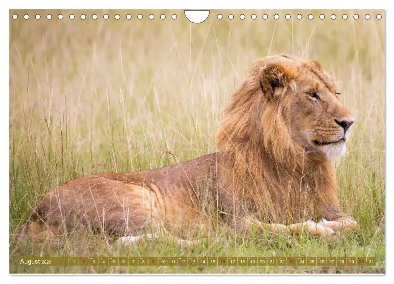 Bild: 9783457832660 | Wildes Kenia (Wandkalender 2026 DIN A4 quer), CALVENDO Monatskalender