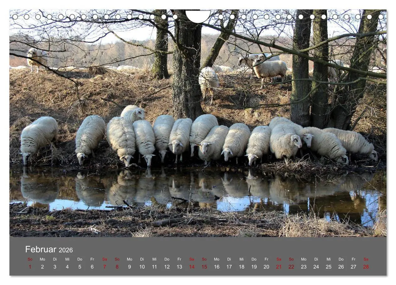 Bild: 9783457902660 | Wahner Heide - Aussichten und Begegnungen (Wandkalender 2026 DIN A4...