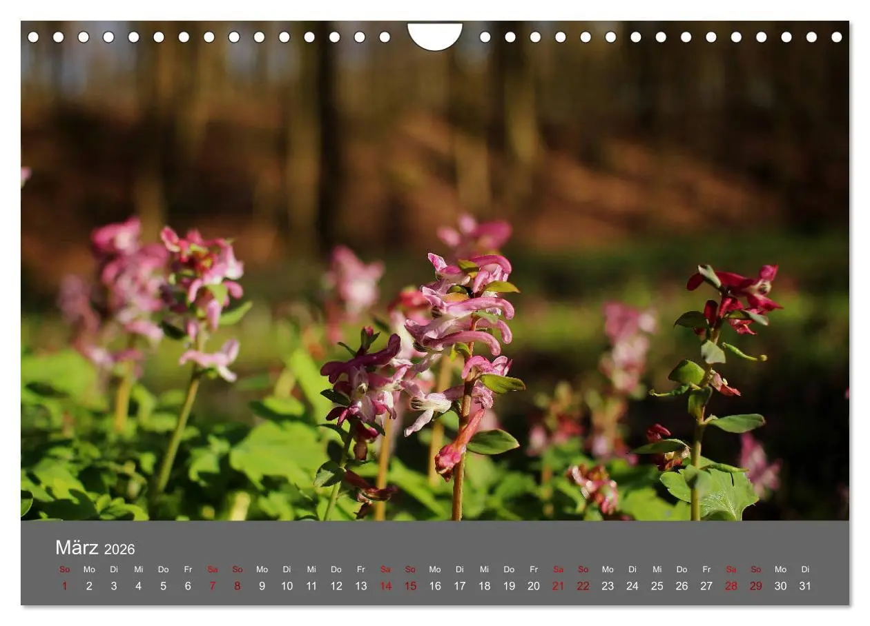 Bild: 9783457902660 | Wahner Heide - Aussichten und Begegnungen (Wandkalender 2026 DIN A4...