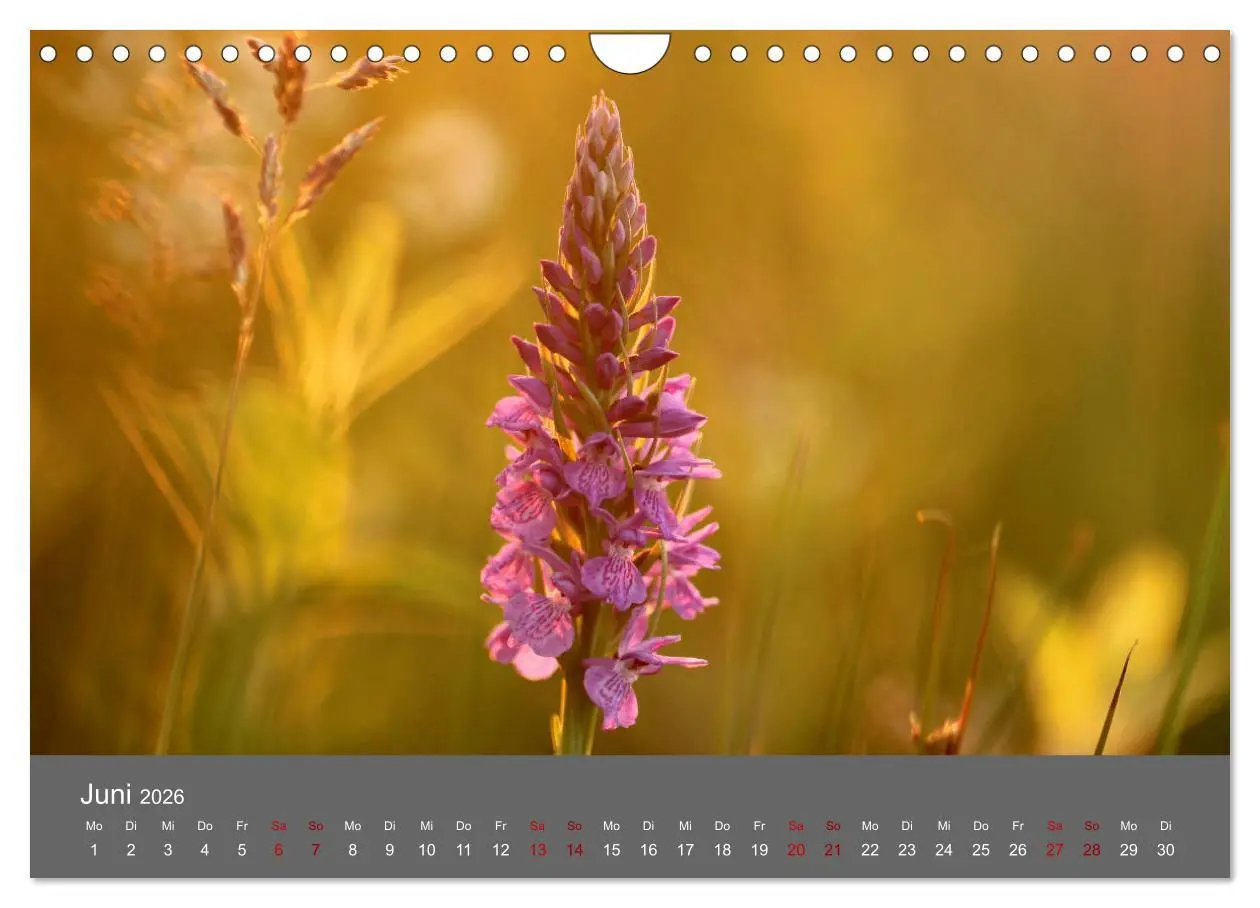 Bild: 9783457902660 | Wahner Heide - Aussichten und Begegnungen (Wandkalender 2026 DIN A4...