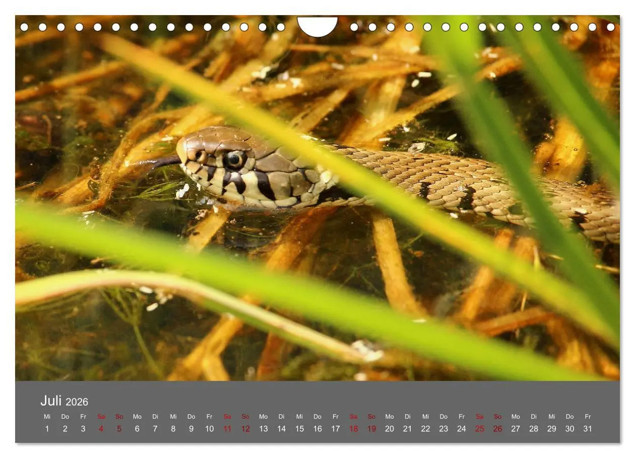 Bild: 9783457902660 | Wahner Heide - Aussichten und Begegnungen (Wandkalender 2026 DIN A4...