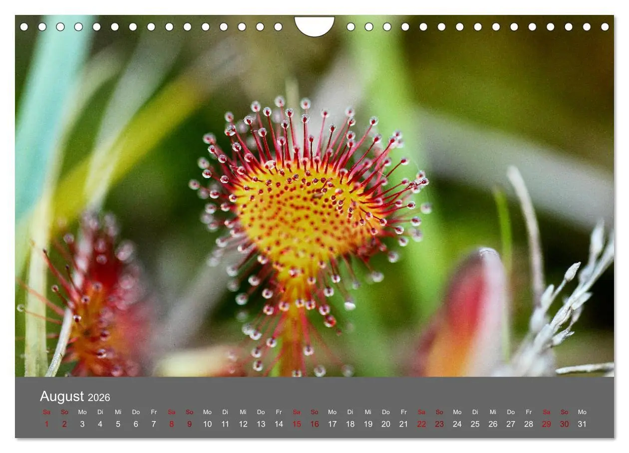 Bild: 9783457902660 | Wahner Heide - Aussichten und Begegnungen (Wandkalender 2026 DIN A4...