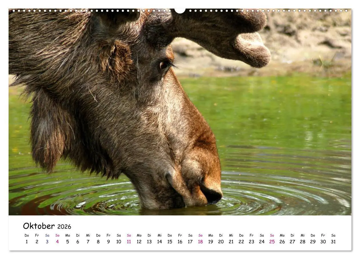 Bild: 9783516152760 | Südschweden Smaland 2026 (Wandkalender 2026 DIN A2 quer), CALVENDO...