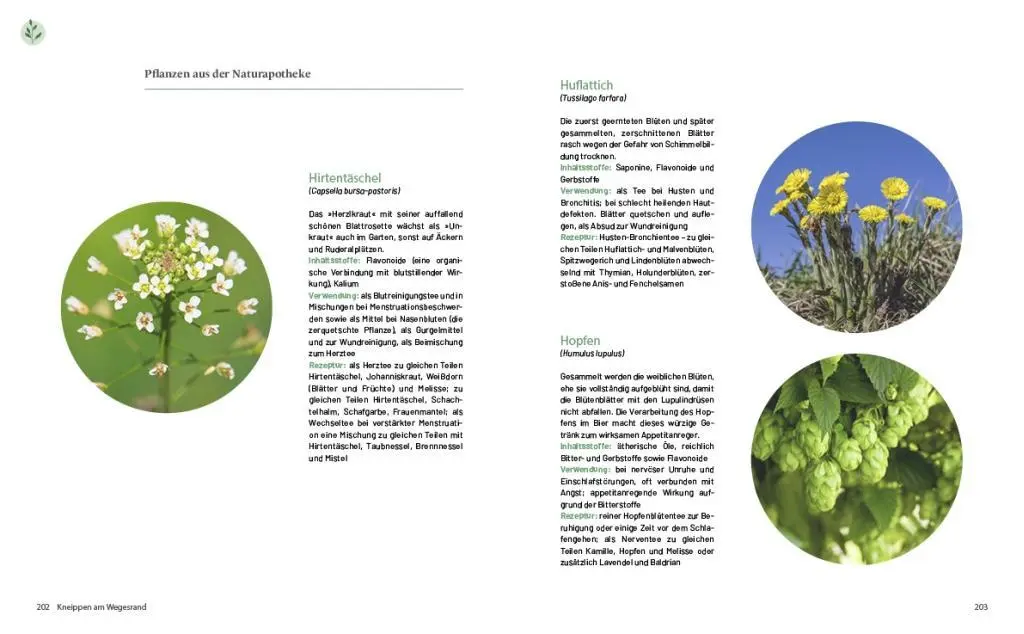 Bild: 9783710402760 | Das große Kneipp-Buch | Hans Gasperl | Buch | 256 S. | Deutsch | 2021