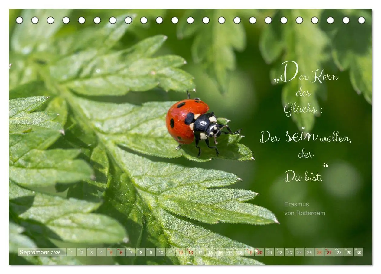 Bild: 9783457502860 | Marienkäfer &amp; Zitate - Sieben Punkte zum Glück (Tischkalender 2026...