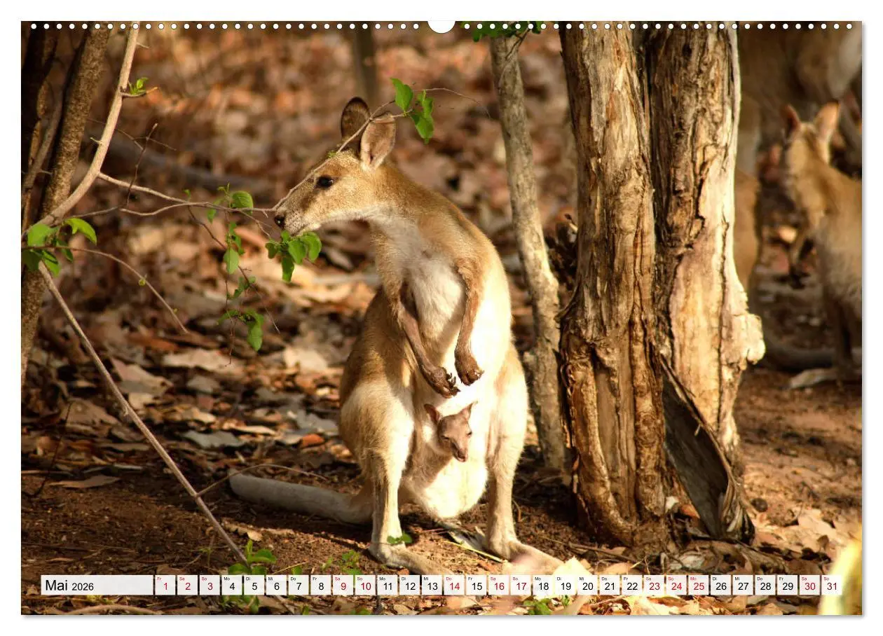 Bild: 9783457812860 | Australien - Northern Territory (Wandkalender 2026 DIN A2 quer),...