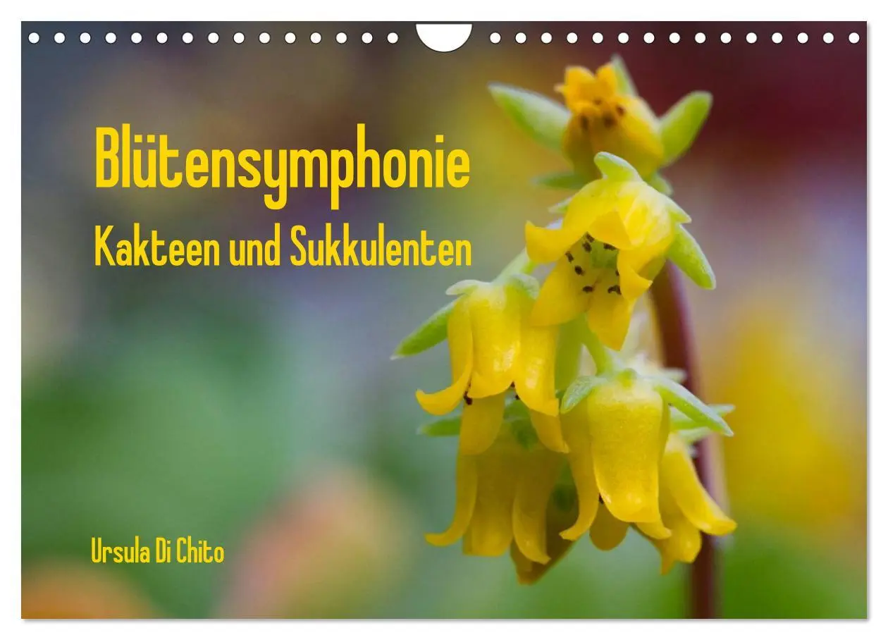 Cover: 9783516072860 | Blütensymphonie - Kakteen und Sukkulenten (Wandkalender 2026 DIN A4...