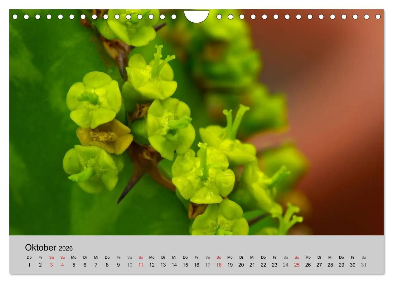 Bild: 9783516072860 | Blütensymphonie - Kakteen und Sukkulenten (Wandkalender 2026 DIN A4...