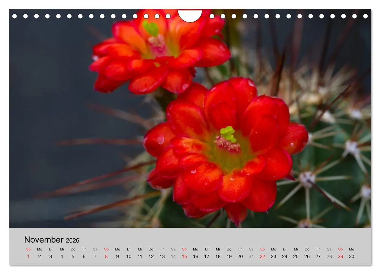 Bild: 9783516072860 | Blütensymphonie - Kakteen und Sukkulenten (Wandkalender 2026 DIN A4...