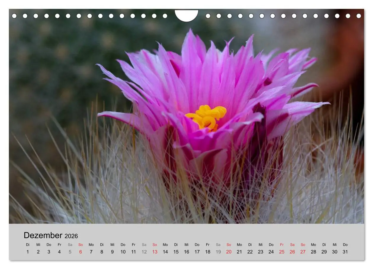 Bild: 9783516072860 | Blütensymphonie - Kakteen und Sukkulenten (Wandkalender 2026 DIN A4...