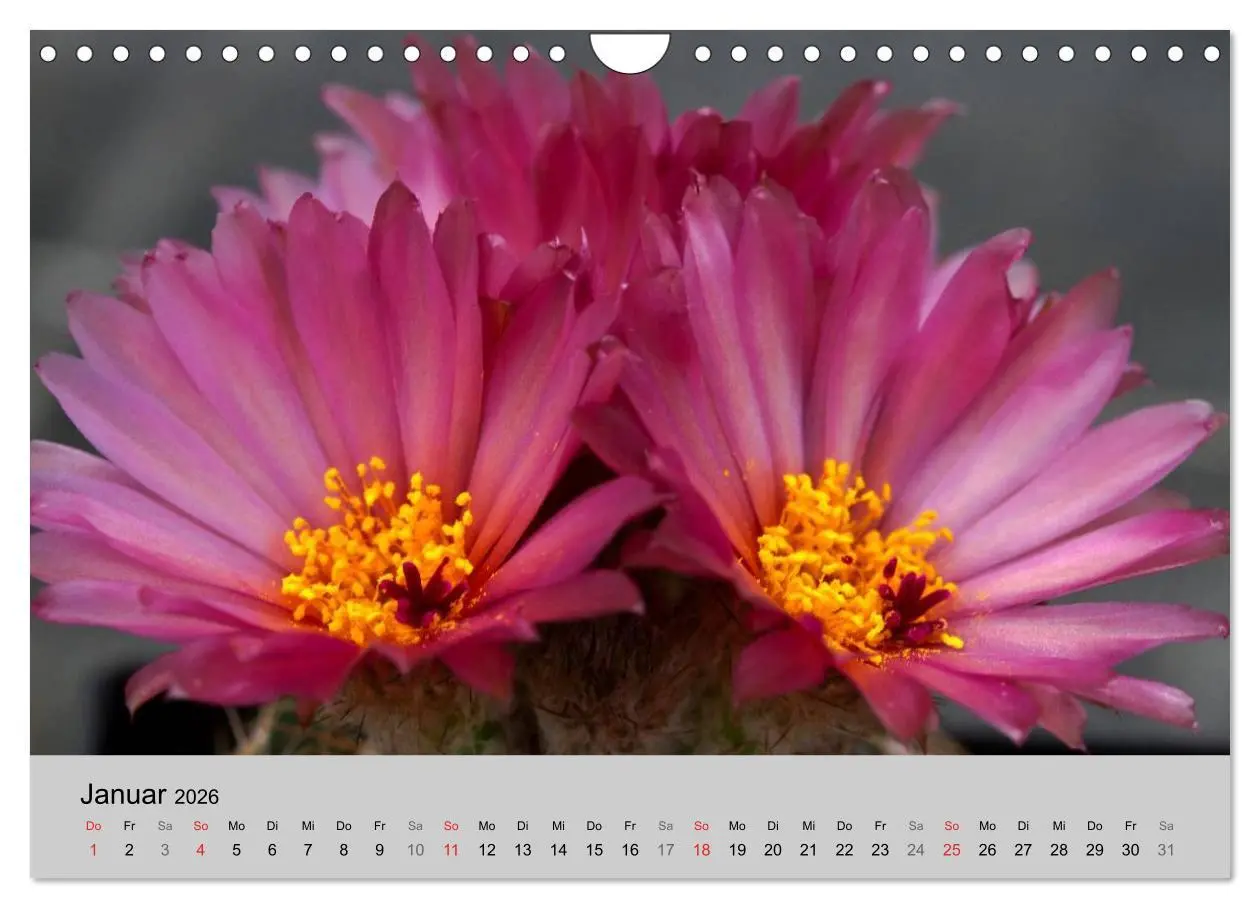 Bild: 9783516072860 | Blütensymphonie - Kakteen und Sukkulenten (Wandkalender 2026 DIN A4...