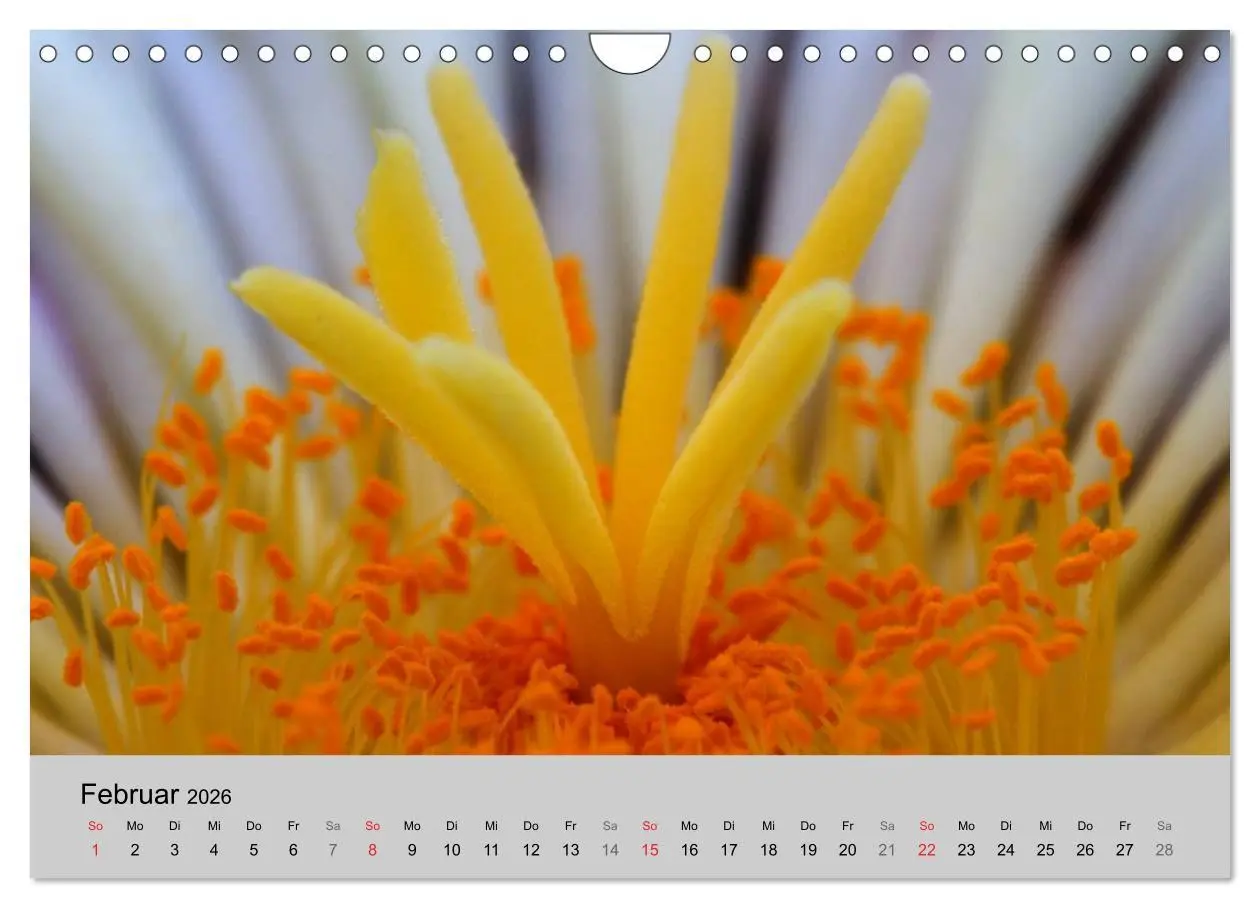 Bild: 9783516072860 | Blütensymphonie - Kakteen und Sukkulenten (Wandkalender 2026 DIN A4...