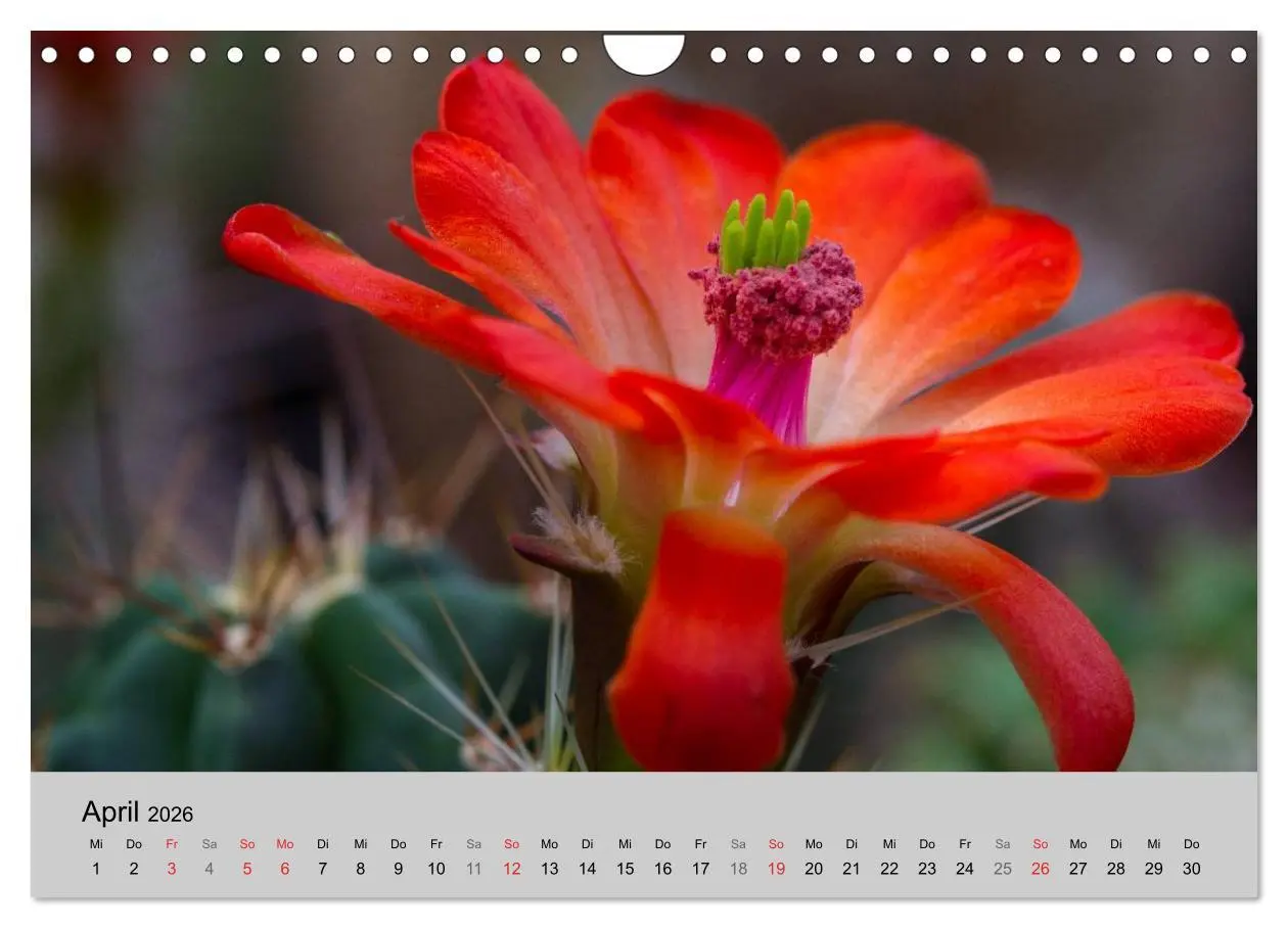 Bild: 9783516072860 | Blütensymphonie - Kakteen und Sukkulenten (Wandkalender 2026 DIN A4...