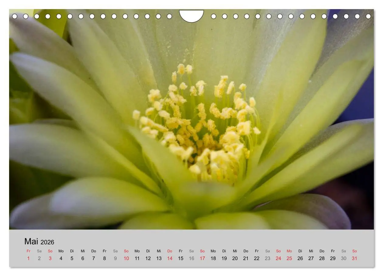 Bild: 9783516072860 | Blütensymphonie - Kakteen und Sukkulenten (Wandkalender 2026 DIN A4...