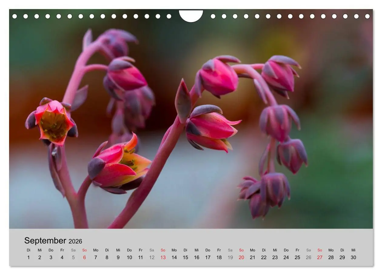 Bild: 9783516072860 | Blütensymphonie - Kakteen und Sukkulenten (Wandkalender 2026 DIN A4...