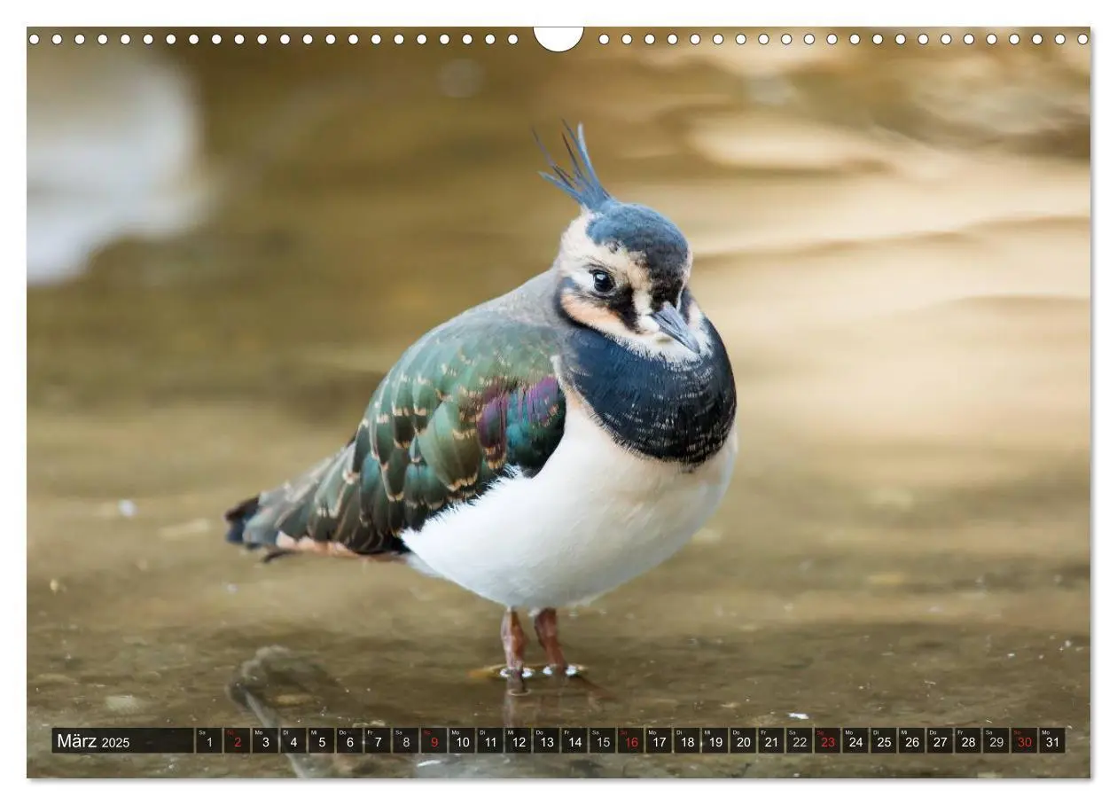 Bild: 9783435712960 | Pellworm 2025 (Wandkalender 2025 DIN A3 quer), CALVENDO Monatskalender