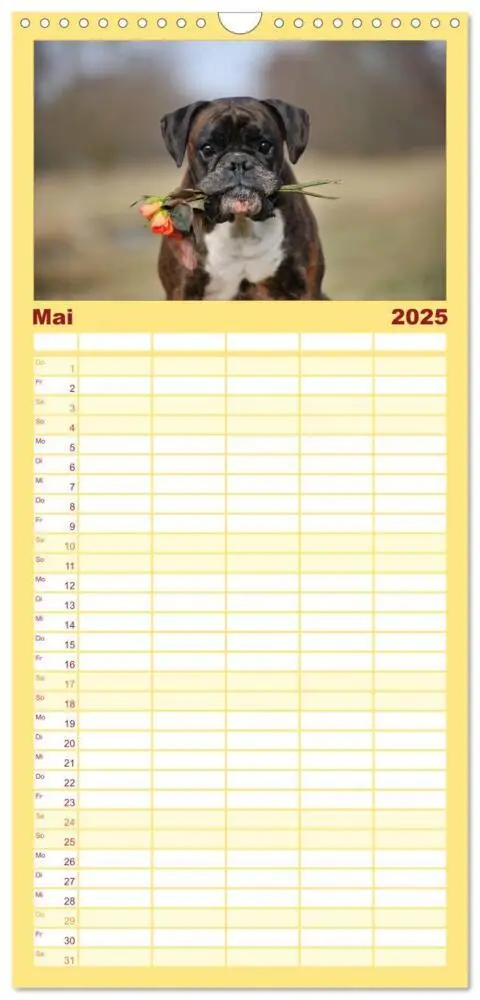 Bild: 9783457112960 | Familienplaner 2025 - Boxer? Was sonst! mit 5 Spalten...