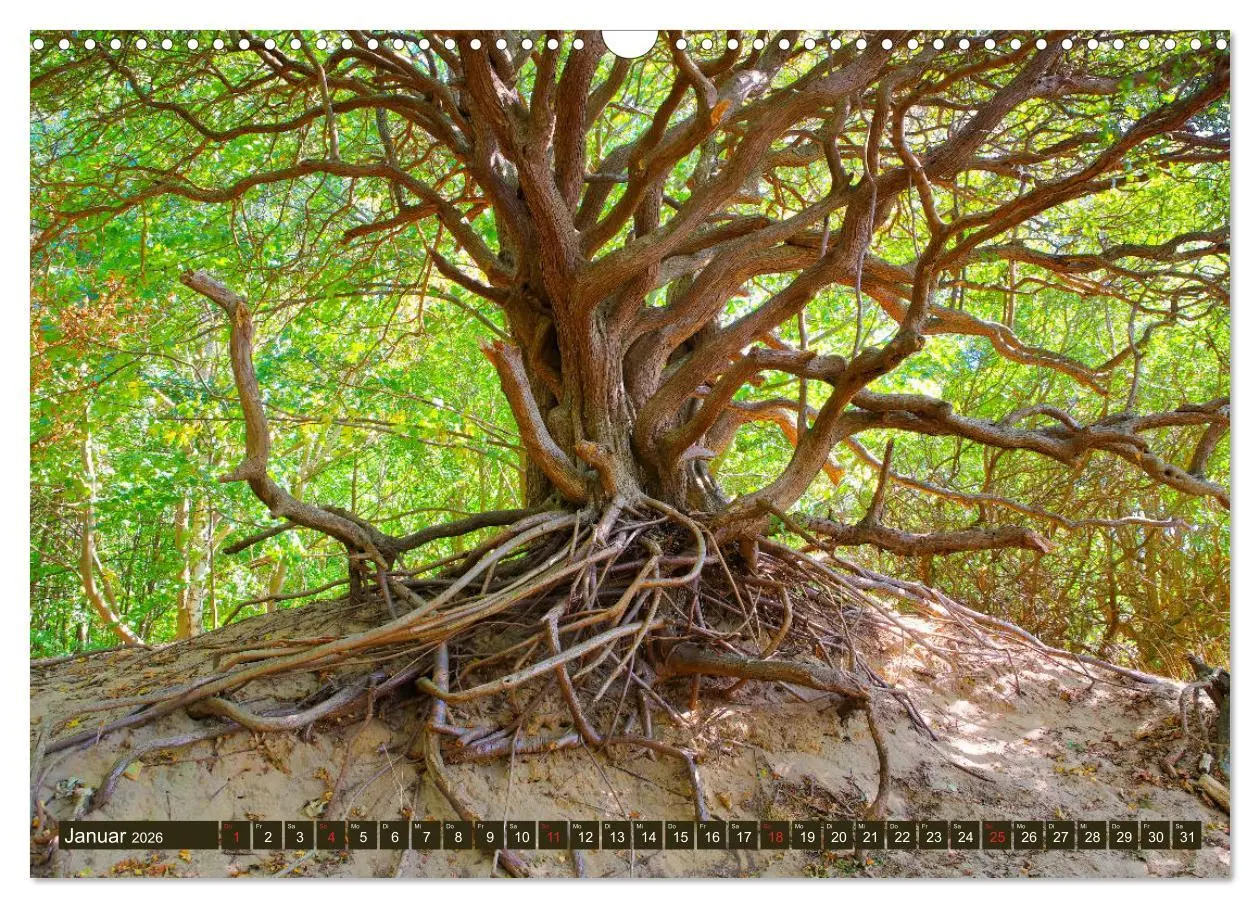 Bild: 9783457802960 | Insel Hiddensee - Dat söte Länneken (Wandkalender 2026 DIN A3...