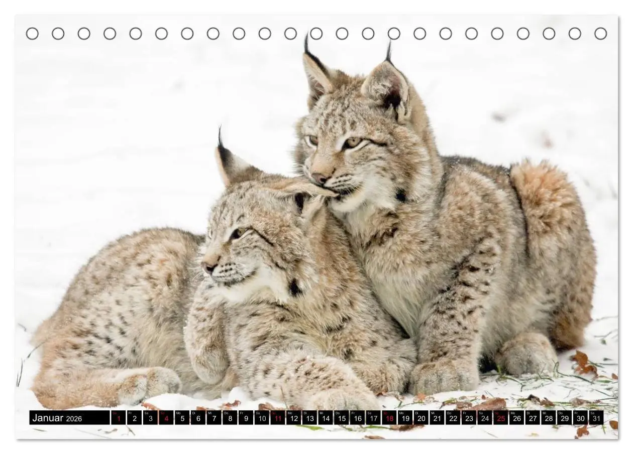 Bild: 9783457972960 | Luchskinder (Tischkalender 2026 DIN A5 quer), CALVENDO Monatskalender