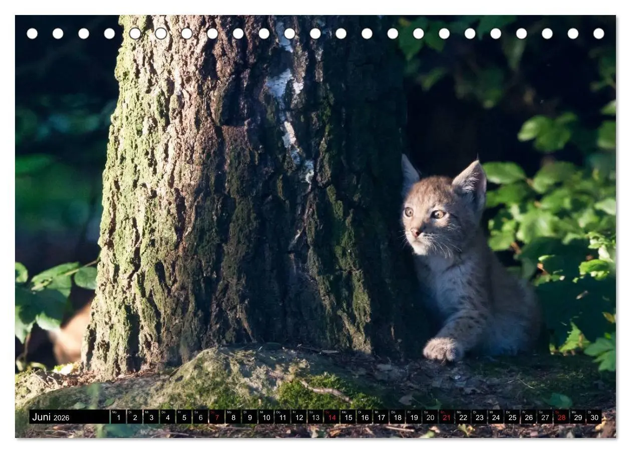 Bild: 9783457972960 | Luchskinder (Tischkalender 2026 DIN A5 quer), CALVENDO Monatskalender