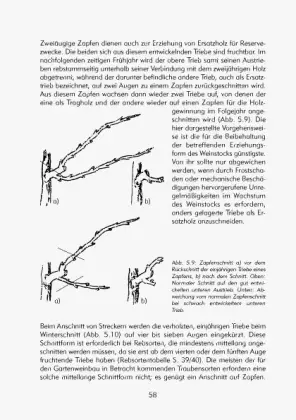 Bild: 9783980762960 | Hobbyweinbau | Harald Bocker | Taschenbuch | 174 S. | Deutsch | 2011