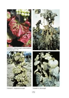 Bild: 9783980762960 | Hobbyweinbau | Harald Bocker | Taschenbuch | 174 S. | Deutsch | 2011