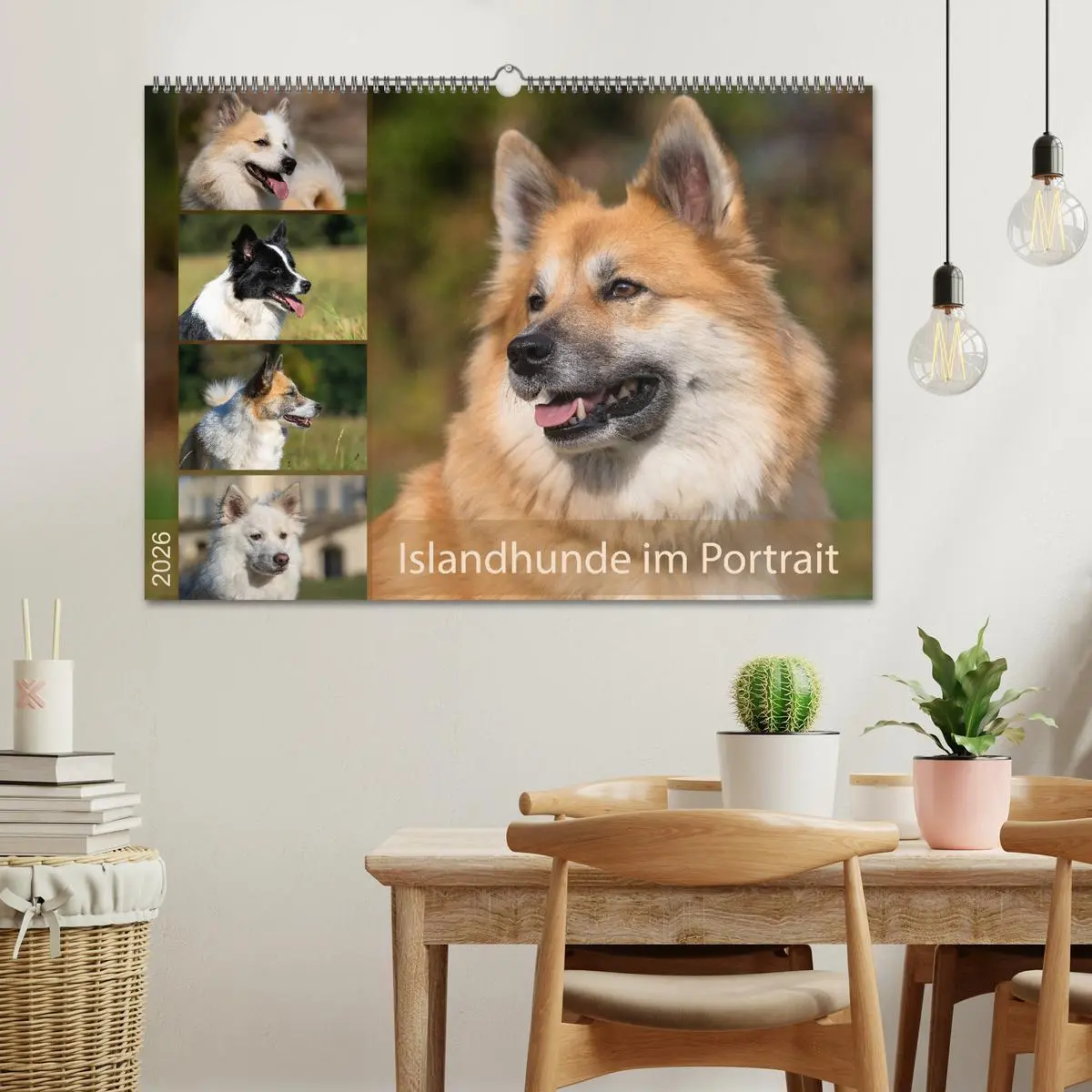 Bild: 9783457933060 | Islandhunde im Portrait (Wandkalender 2026 DIN A2 quer), CALVENDO...