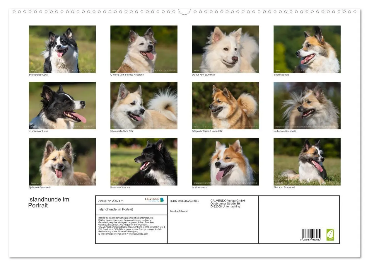Bild: 9783457933060 | Islandhunde im Portrait (Wandkalender 2026 DIN A2 quer), CALVENDO...