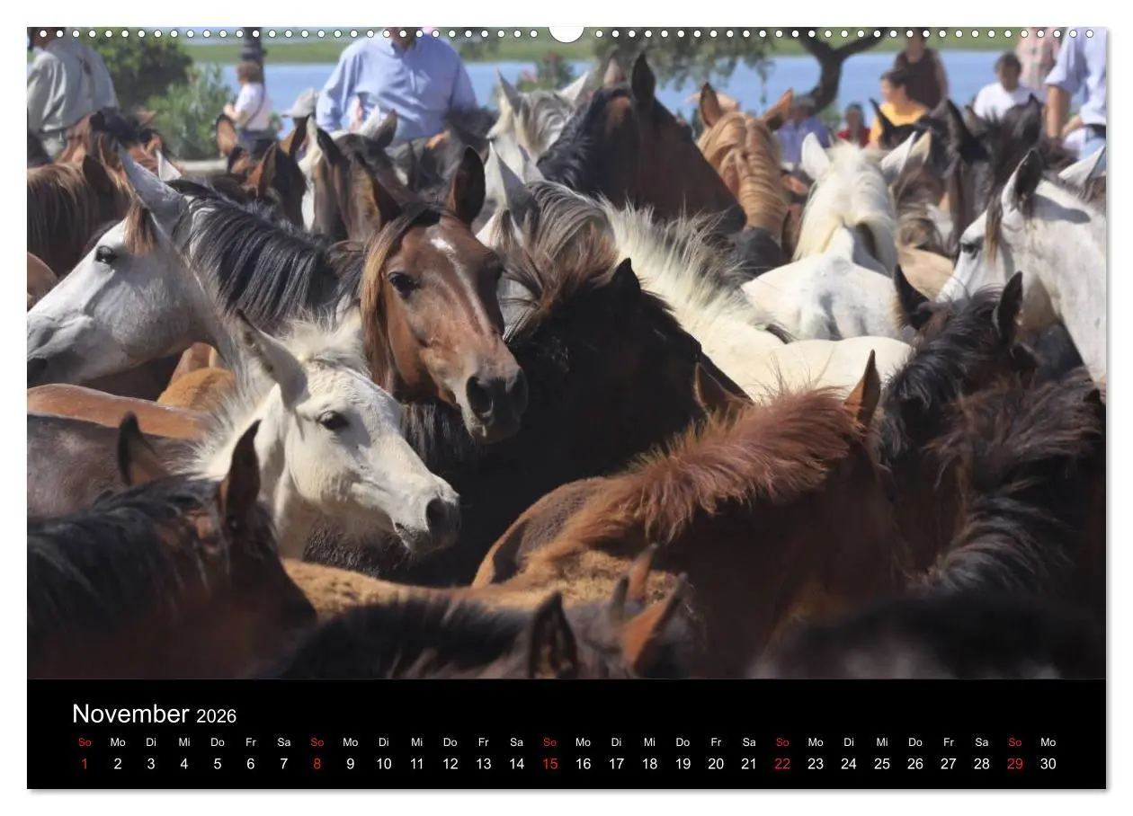 Bild: 9783516023060 | Caballos Spanische Pferde 2026 (hochwertiger Premium Wandkalender...