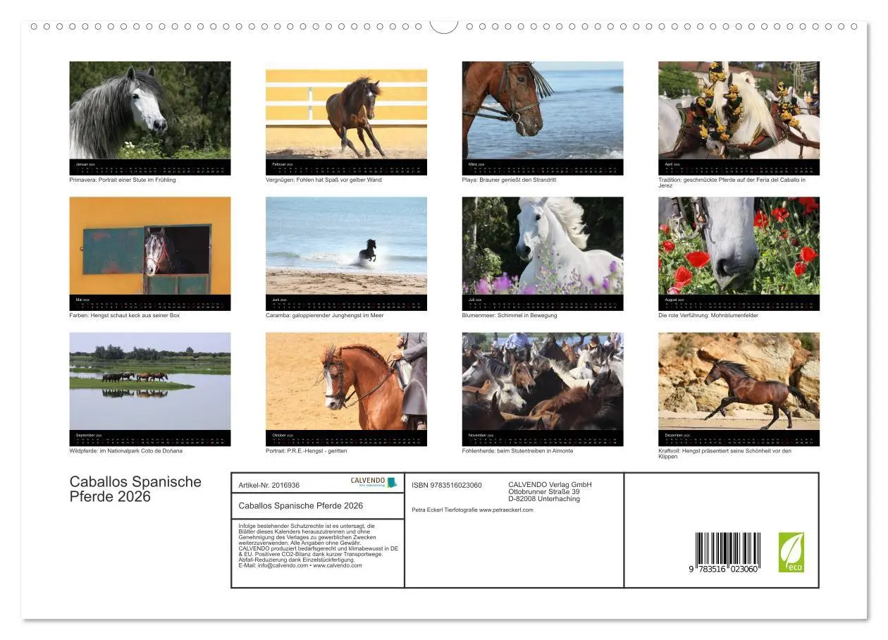 Bild: 9783516023060 | Caballos Spanische Pferde 2026 (hochwertiger Premium Wandkalender...