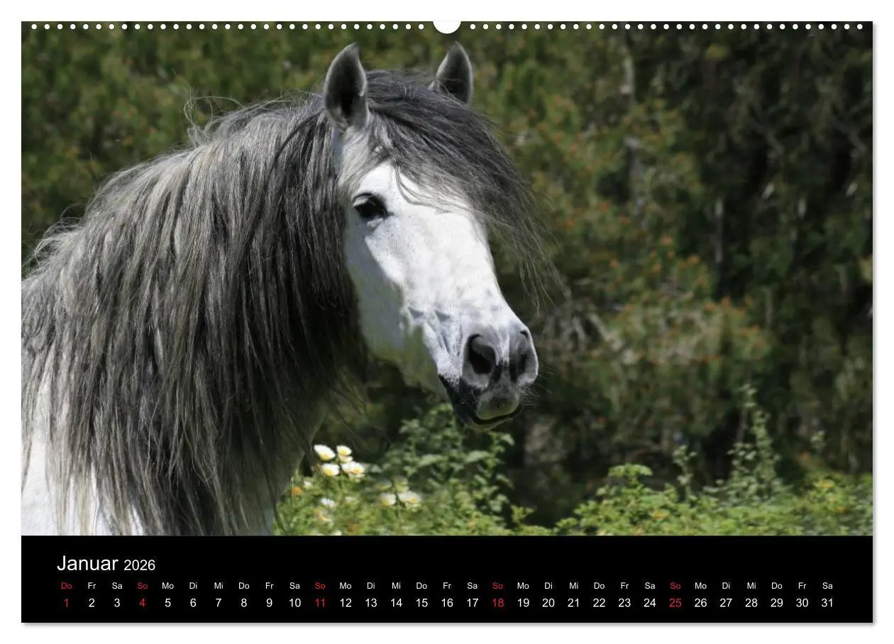 Bild: 9783516023060 | Caballos Spanische Pferde 2026 (hochwertiger Premium Wandkalender...