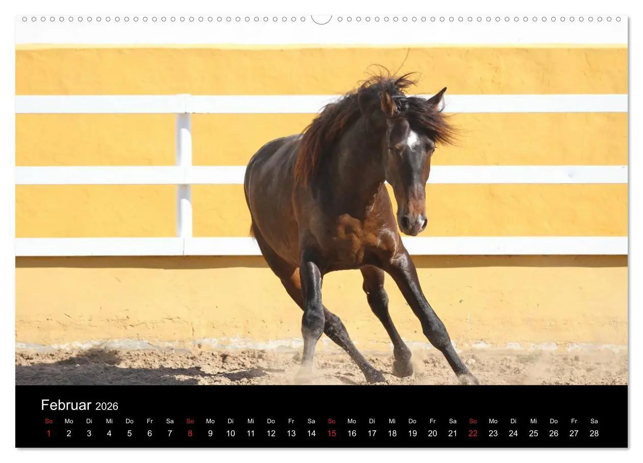 Bild: 9783516023060 | Caballos Spanische Pferde 2026 (hochwertiger Premium Wandkalender...
